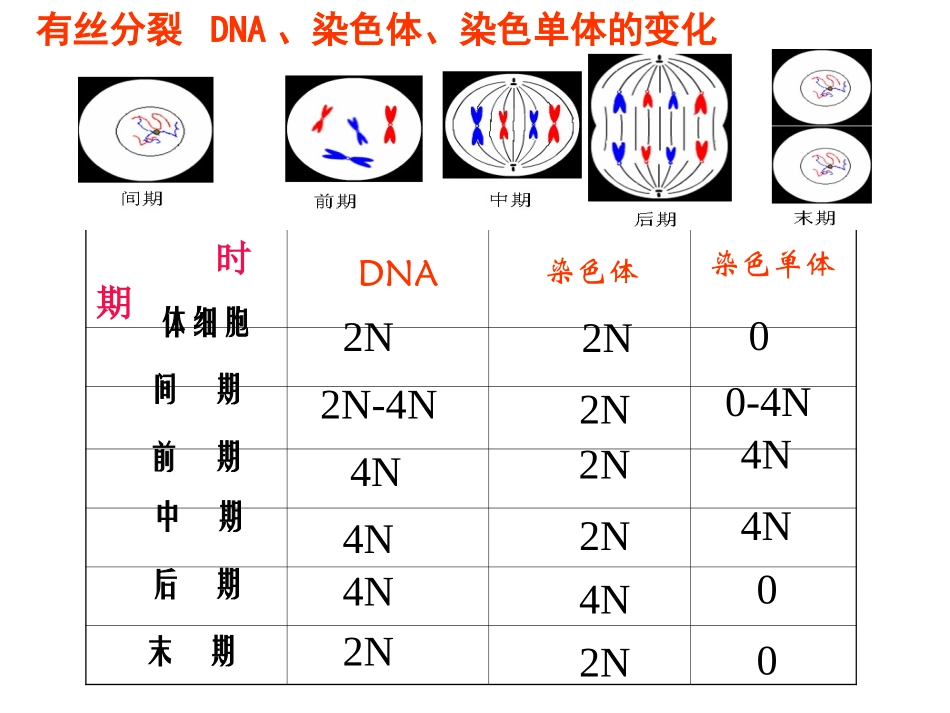 图像鉴别：有丝分裂和减数分裂_第2页