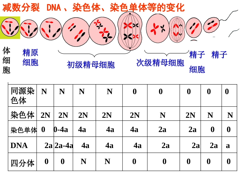 图像鉴别：有丝分裂和减数分裂_第3页