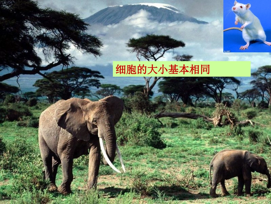 《细胞的增殖》课件_第2页