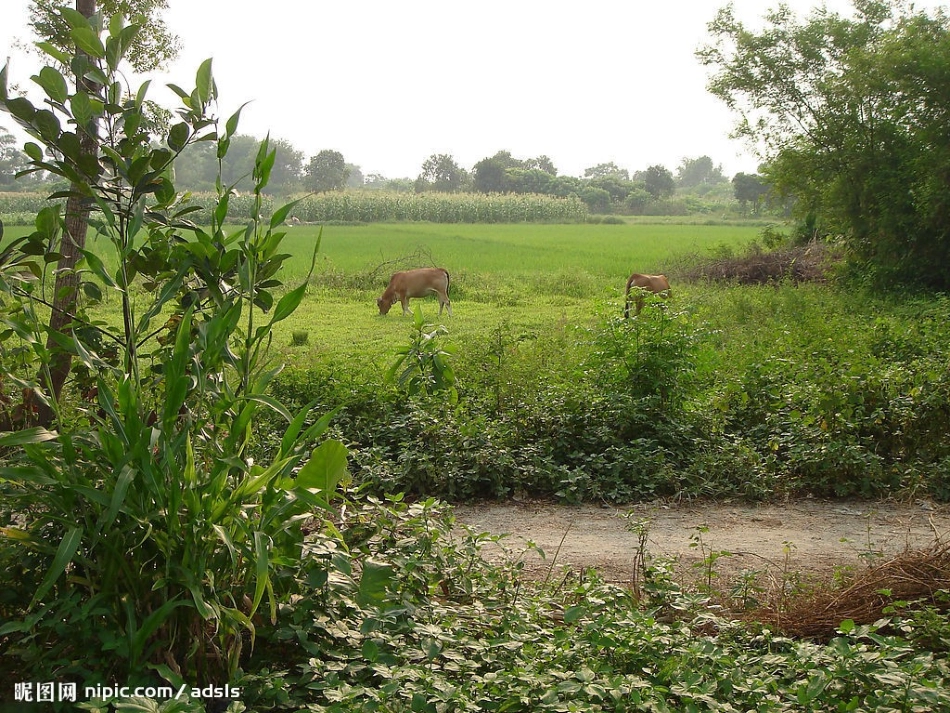 （上课）乡下人家2_第1页