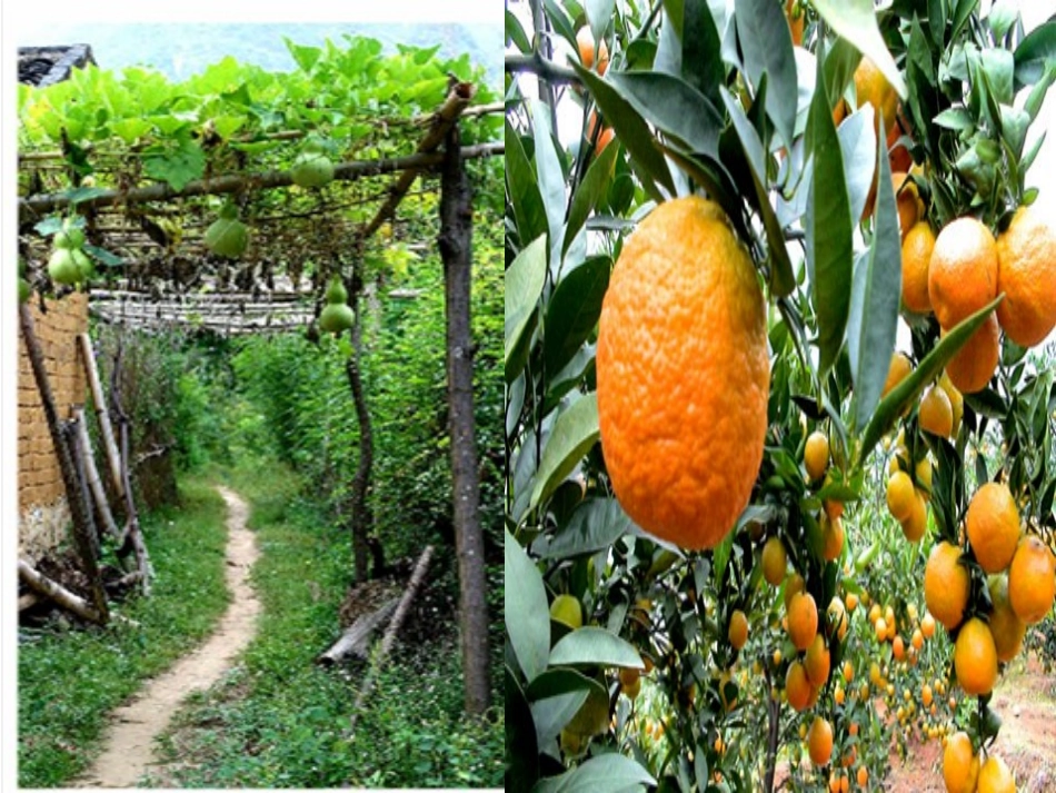 （上课）乡下人家2_第3页