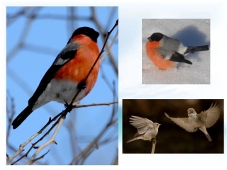 《灰雀》教学课件