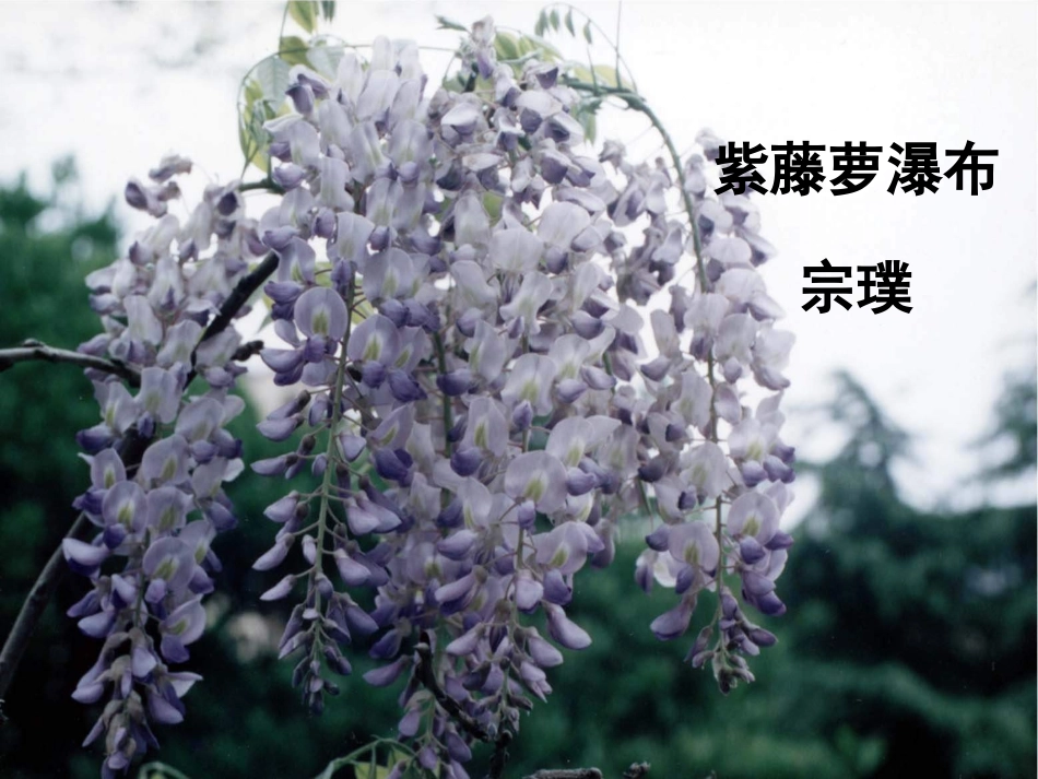 紫藤萝瀑布----李保香_第1页