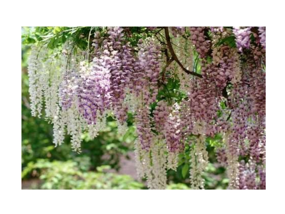 紫藤萝瀑布----李保香_第2页