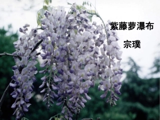 紫藤萝瀑布----李保香