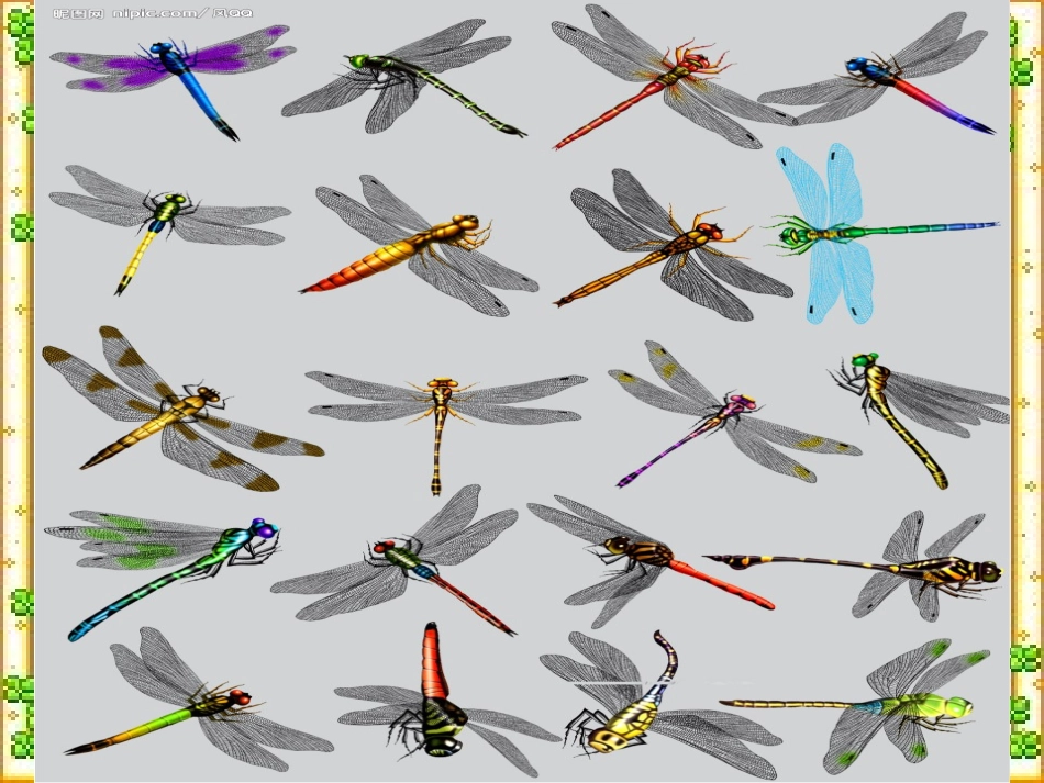 放飞蜻蜓课件 (3)_第2页