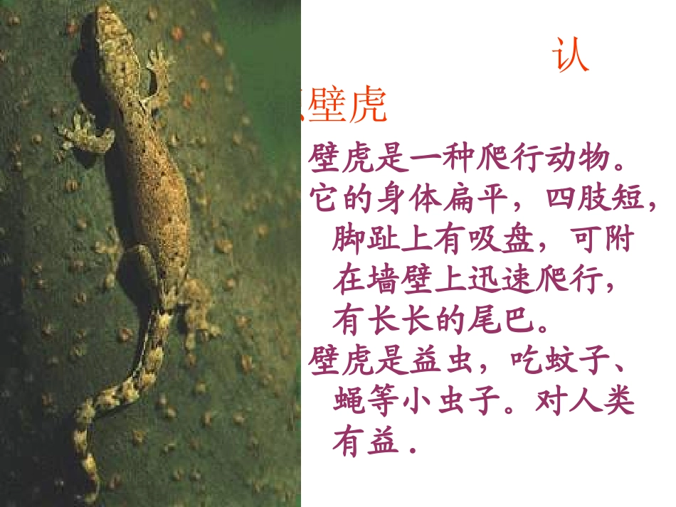 小壁虎借尾巴课件 (2)_第2页