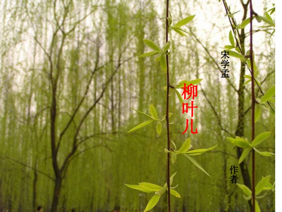 柳叶儿修改版文稿_(2)_第2页