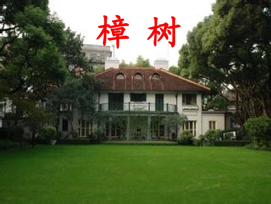 宋庆龄故居的樟树（课件）_第3页