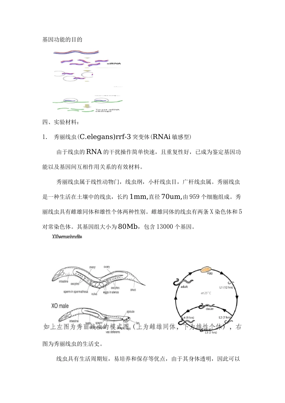 实验报告： 线虫RNA干扰的基因沉默_第2页