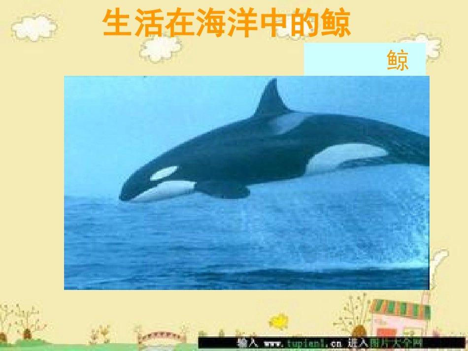 小学语文S版四年下册26、《鲸》PPT课件_第3页
