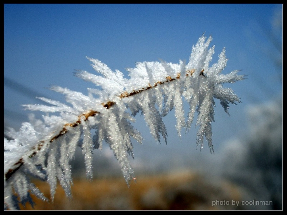 四上第23课雾凇_第1页