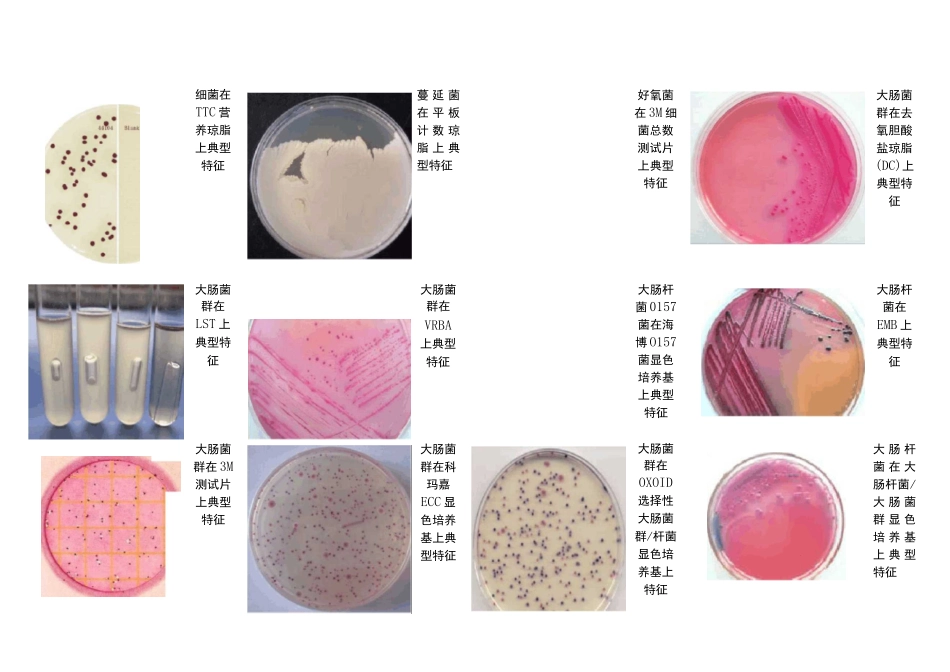 微生物标准菌株图谱_第1页