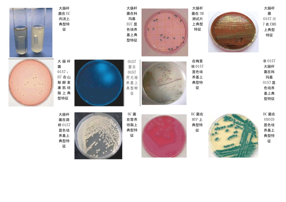 微生物标准菌株图谱_第2页