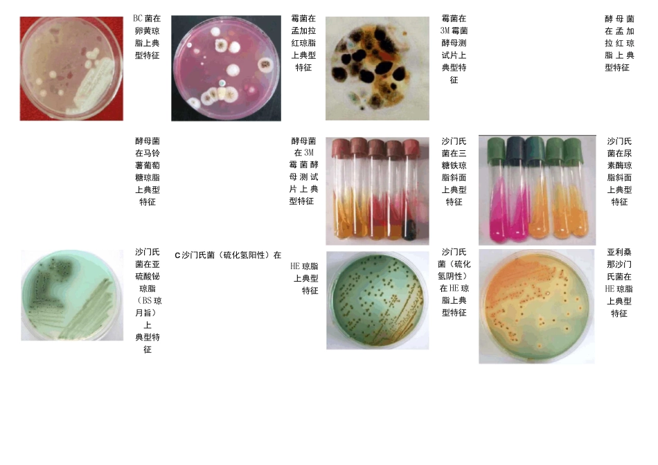 微生物标准菌株图谱_第3页