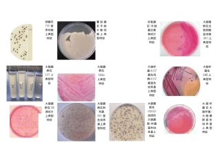 微生物标准菌株图谱