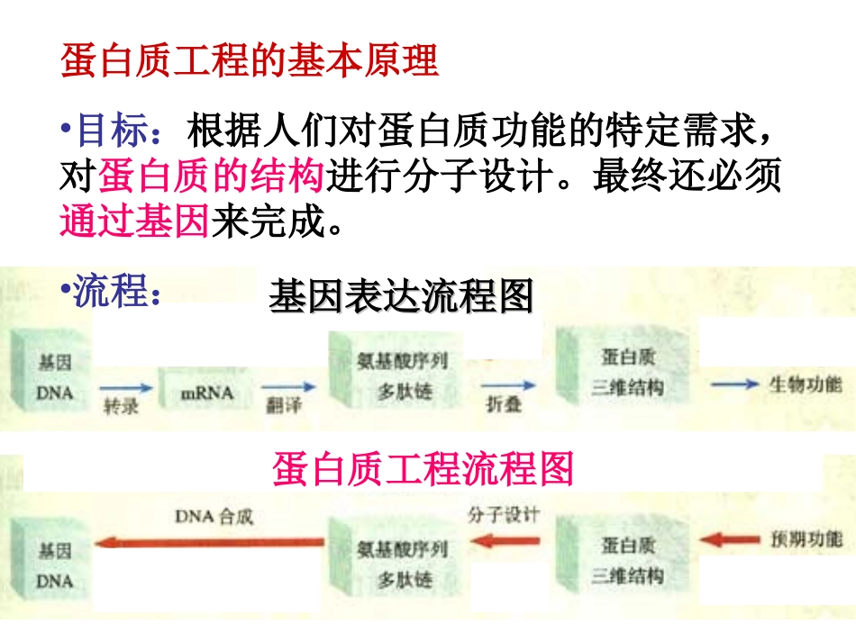高二生物选修3_蛋白质工程_第3页
