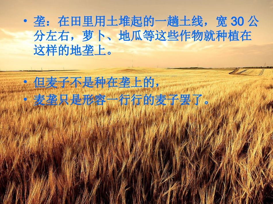 最大的麦穗2011810_第3页