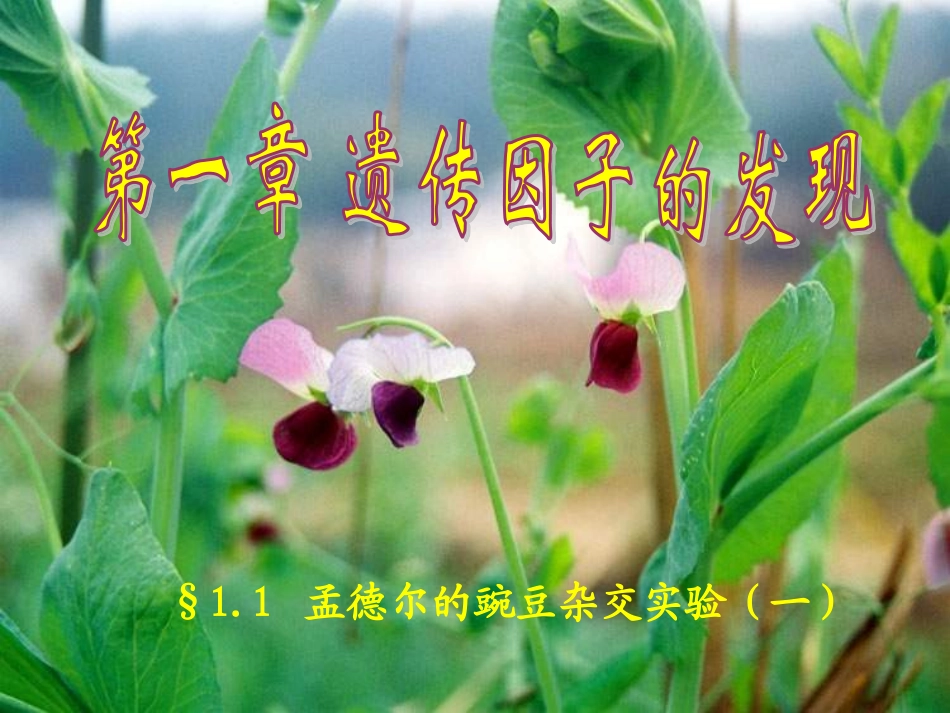 高一生物下册必修2全套课件_第1页