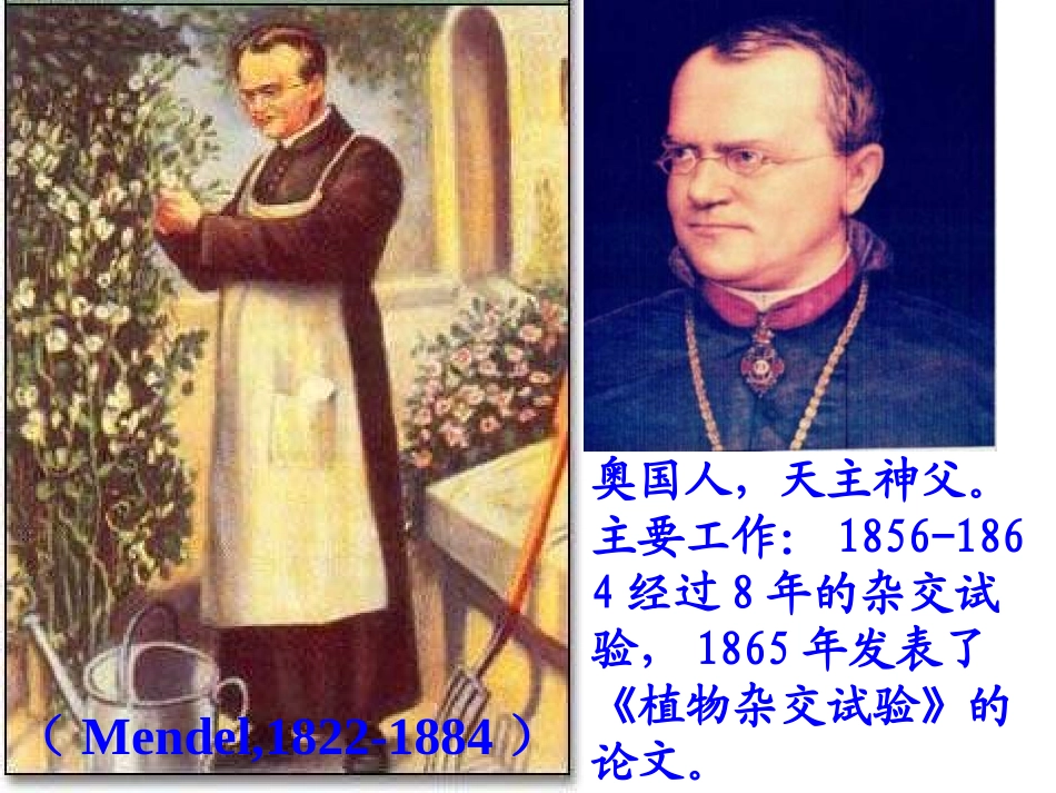 高一生物下册必修2全套课件_第2页