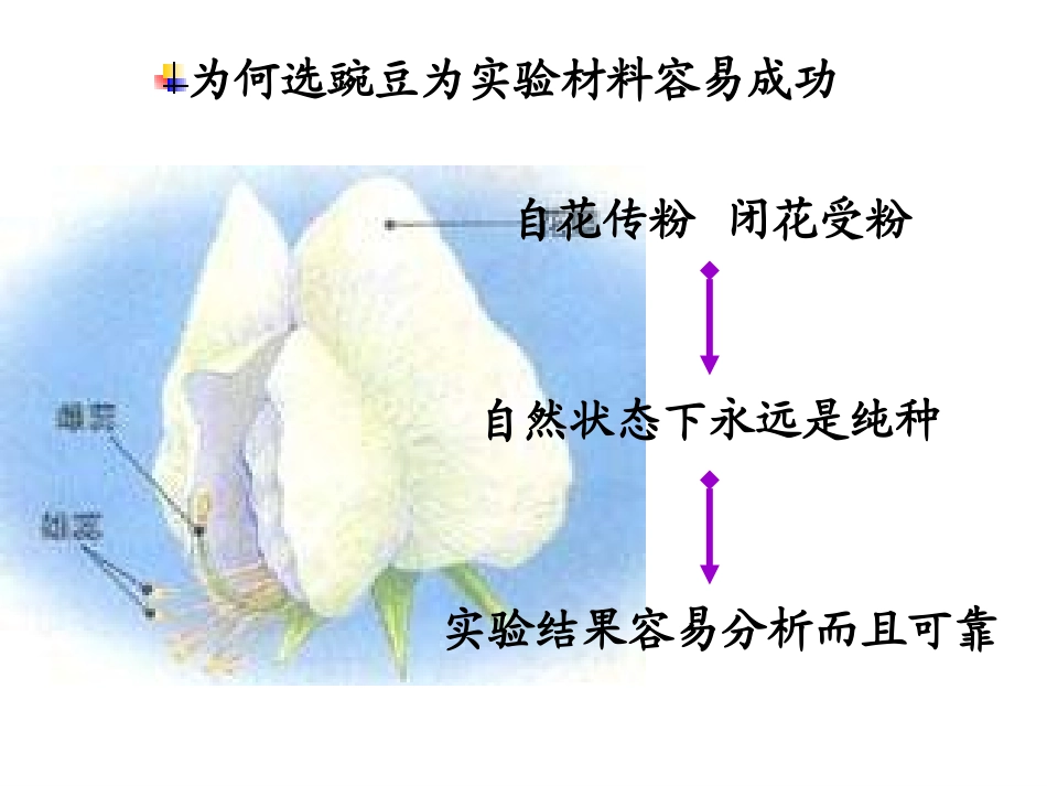 高一生物下册必修2全套课件_第3页