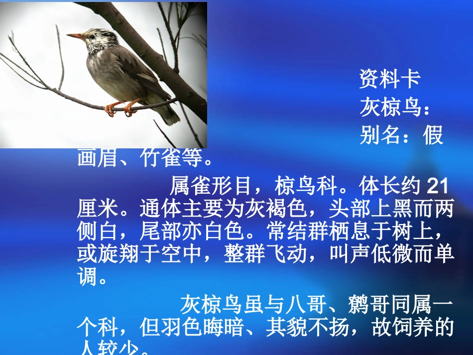 （苏教版）五年级语文下册课件灰椋鸟1_第2页