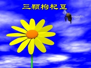 三颗枸杞豆好的]