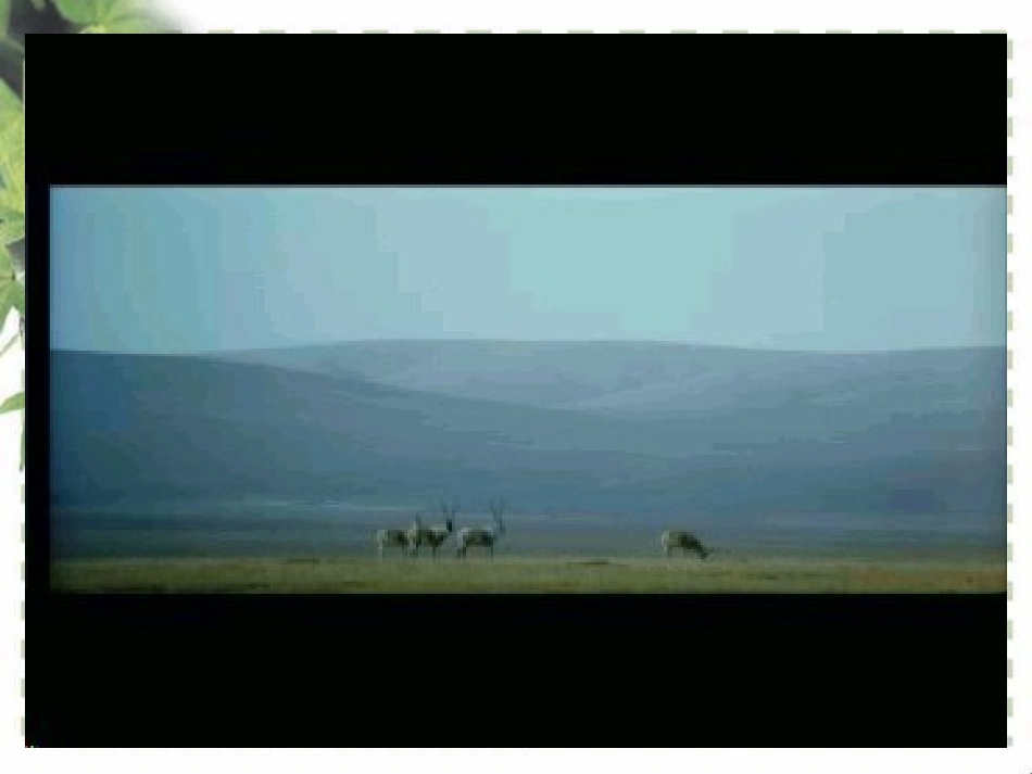 高中英语_Module_6《Animals_in_Danger》课件-Reading_外研版必修5_第2页