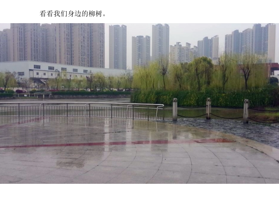 中班艺术：画柳树_第2页