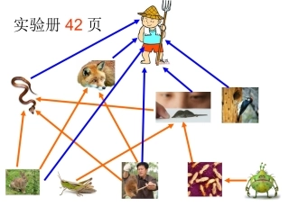 食物链示意图