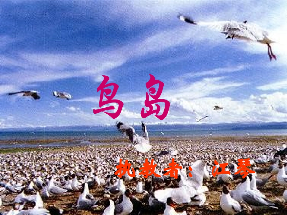 鸟岛（速读）_第1页