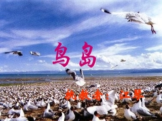 鸟岛（速读）