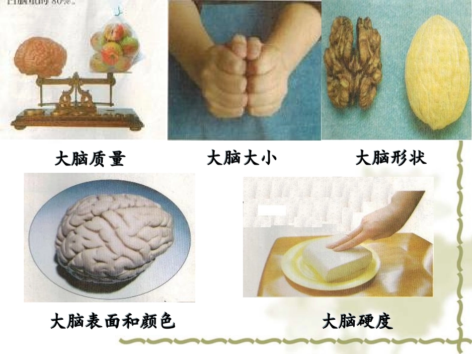 讲课用大脑课件_第3页