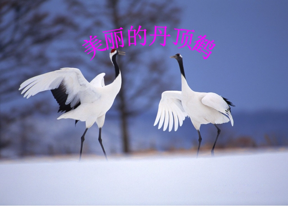 美丽的丹顶鹤_课件1_第1页