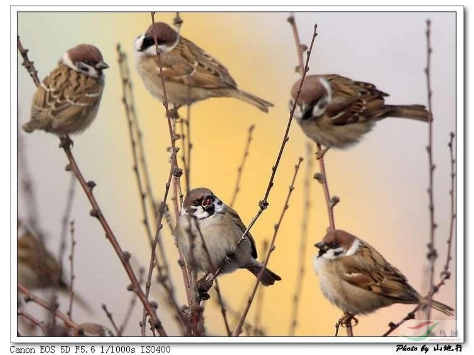 我们的鸟类朋友_第2页