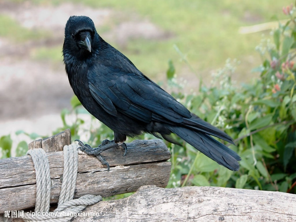 我们的鸟类朋友_第3页