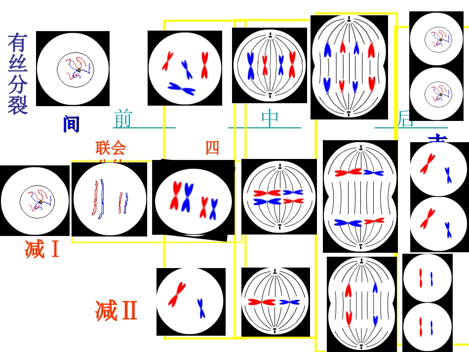 有丝分裂_减数分裂_图解_第2页