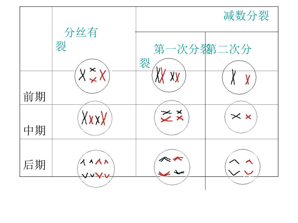 有丝分裂_减数分裂_图解_第3页