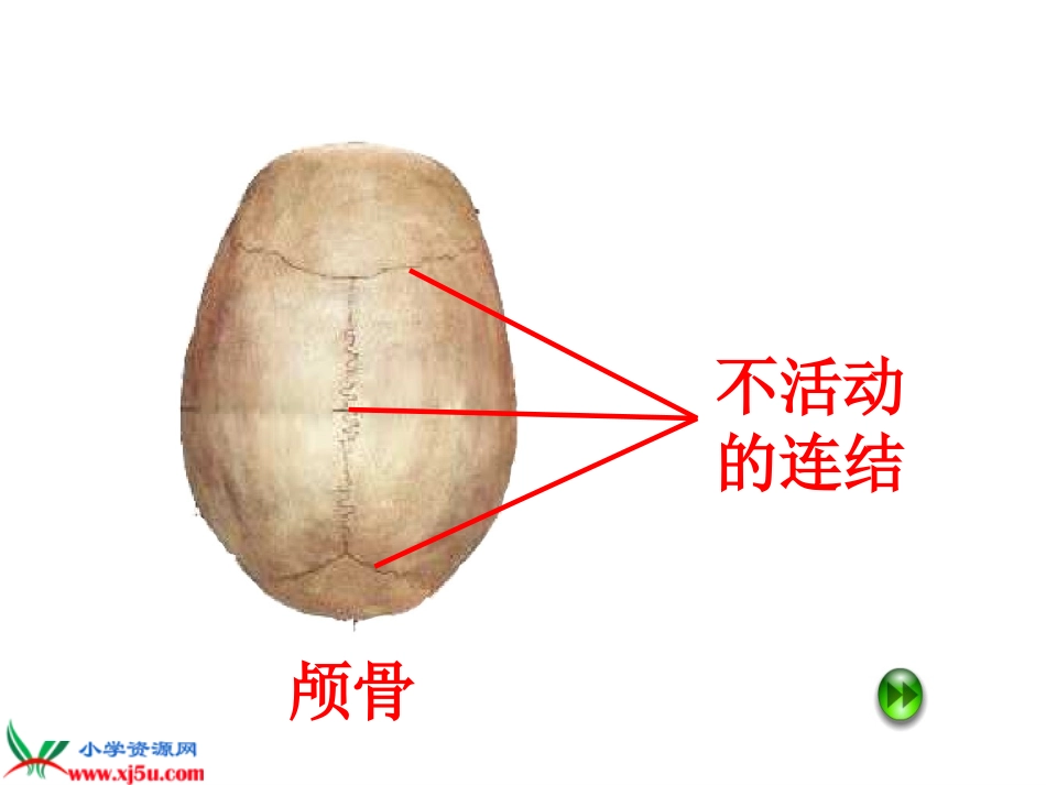 （苏教版）四年级科学下册课件12关节(2)_第2页