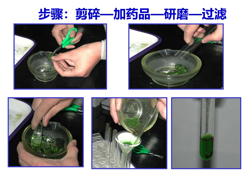 光合作用 (2)_第2页