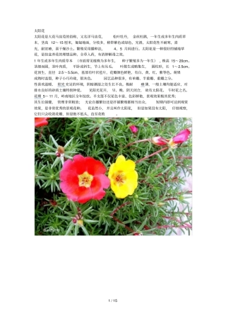 缀花草毯试种品种资料汇总