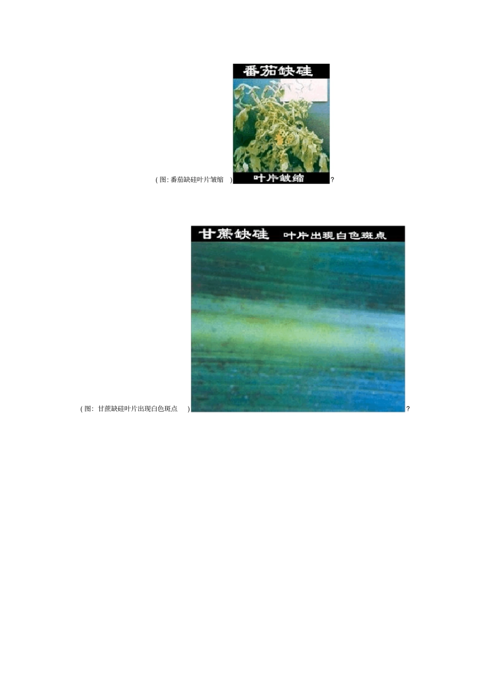自-有益元素对作物的作用及有益元素化肥_第2页