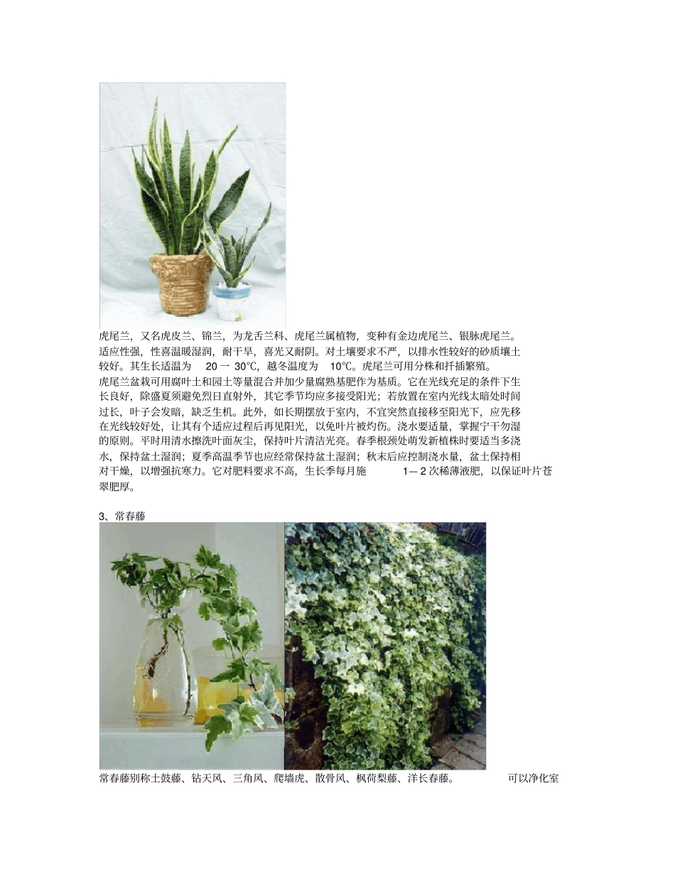 自然界中吸收甲醛的十大植物_第2页