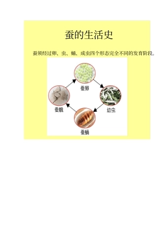 蚕的四种形态