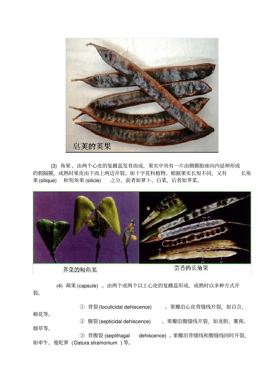 被子植物分类的形态学术语——果实类型_第2页
