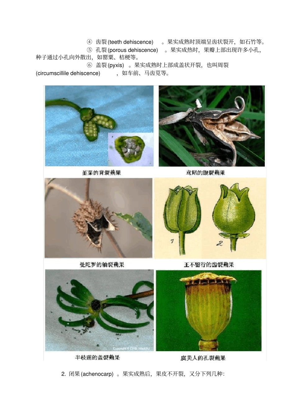 被子植物分类的形态学术语——果实类型_第3页