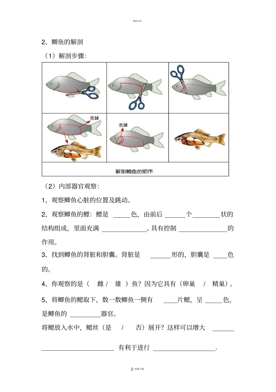 观察和解剖鲫鱼试验报告_第2页