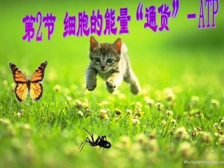 细胞的能量“通货”——ATP