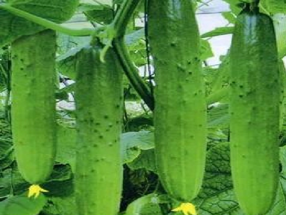 《我爱吃的蔬菜》课件_第3页