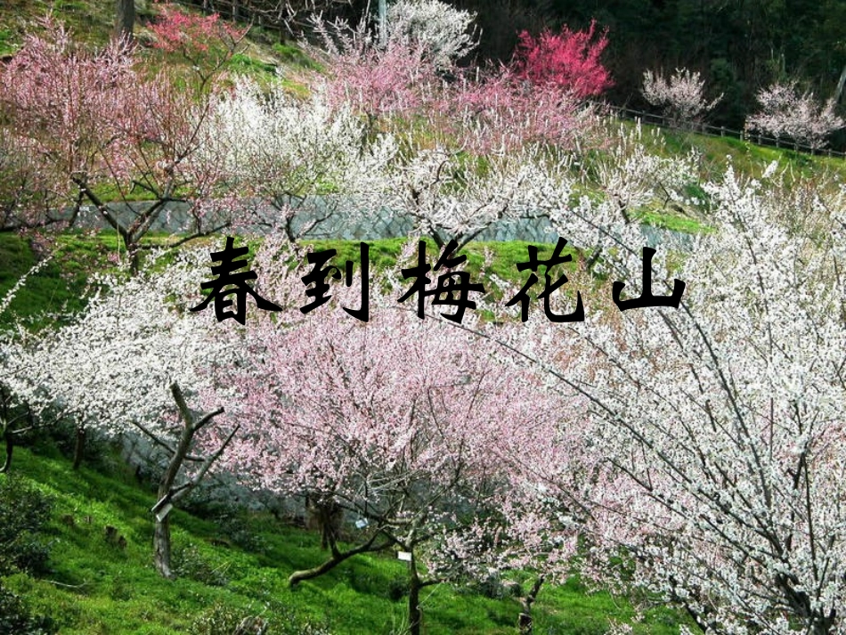 春到梅花山 (2)_第1页